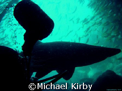 Waiting to exit - Fish Rock Cave - South West Rocks New S... by Michael Kirby 